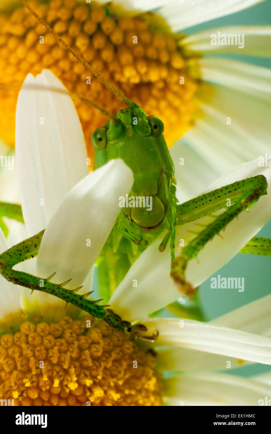 Die Larve des grauen Grasshopper (Decticus Verrucivorus) auf einer Blüte der Kamille (Tripleurospermum Inodorum). Stockfoto
