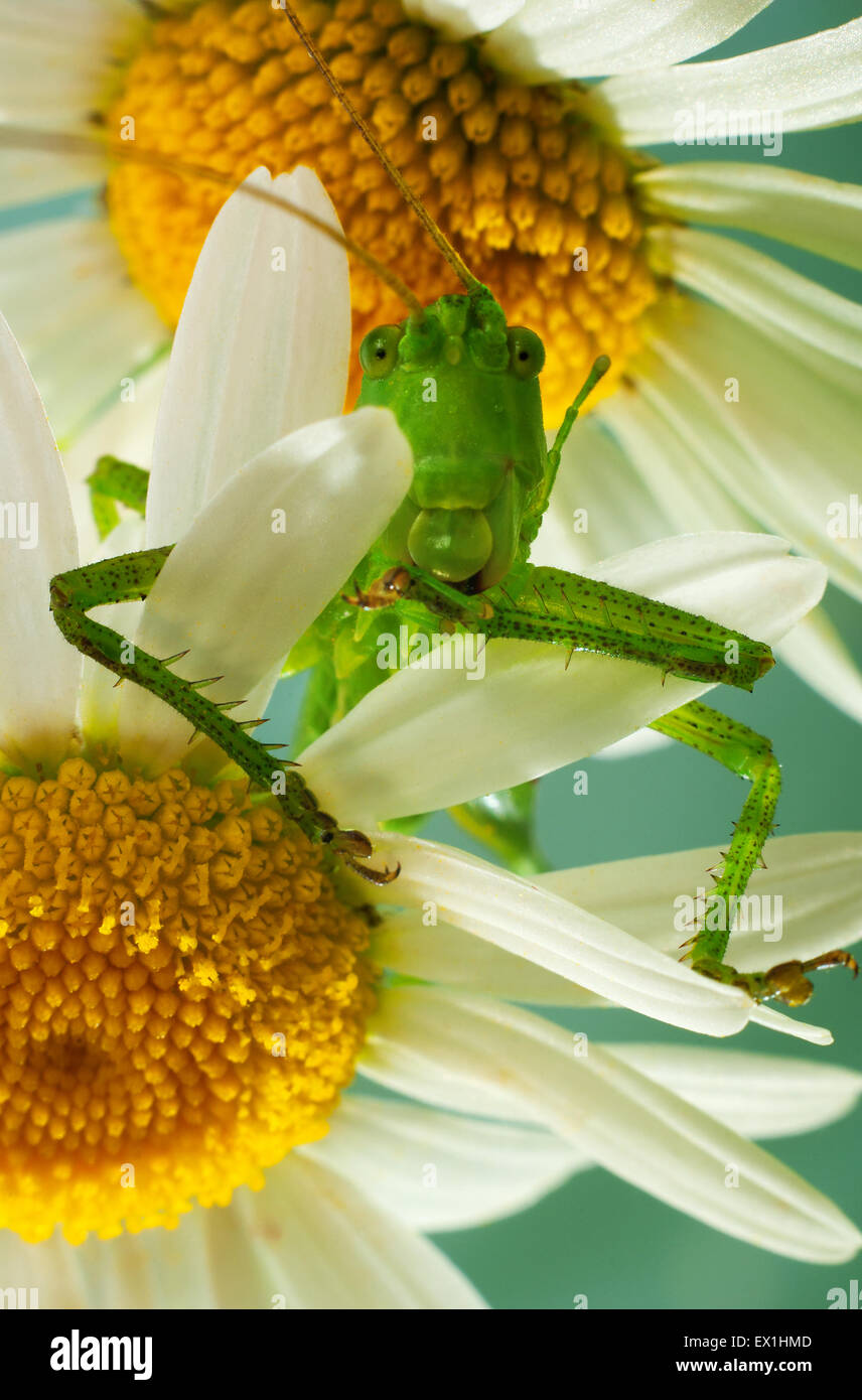 Die Larve des grauen Grasshopper (Decticus Verrucivorus) auf einer Blüte der Kamille (Tripleurospermum Inodorum). Stockfoto
