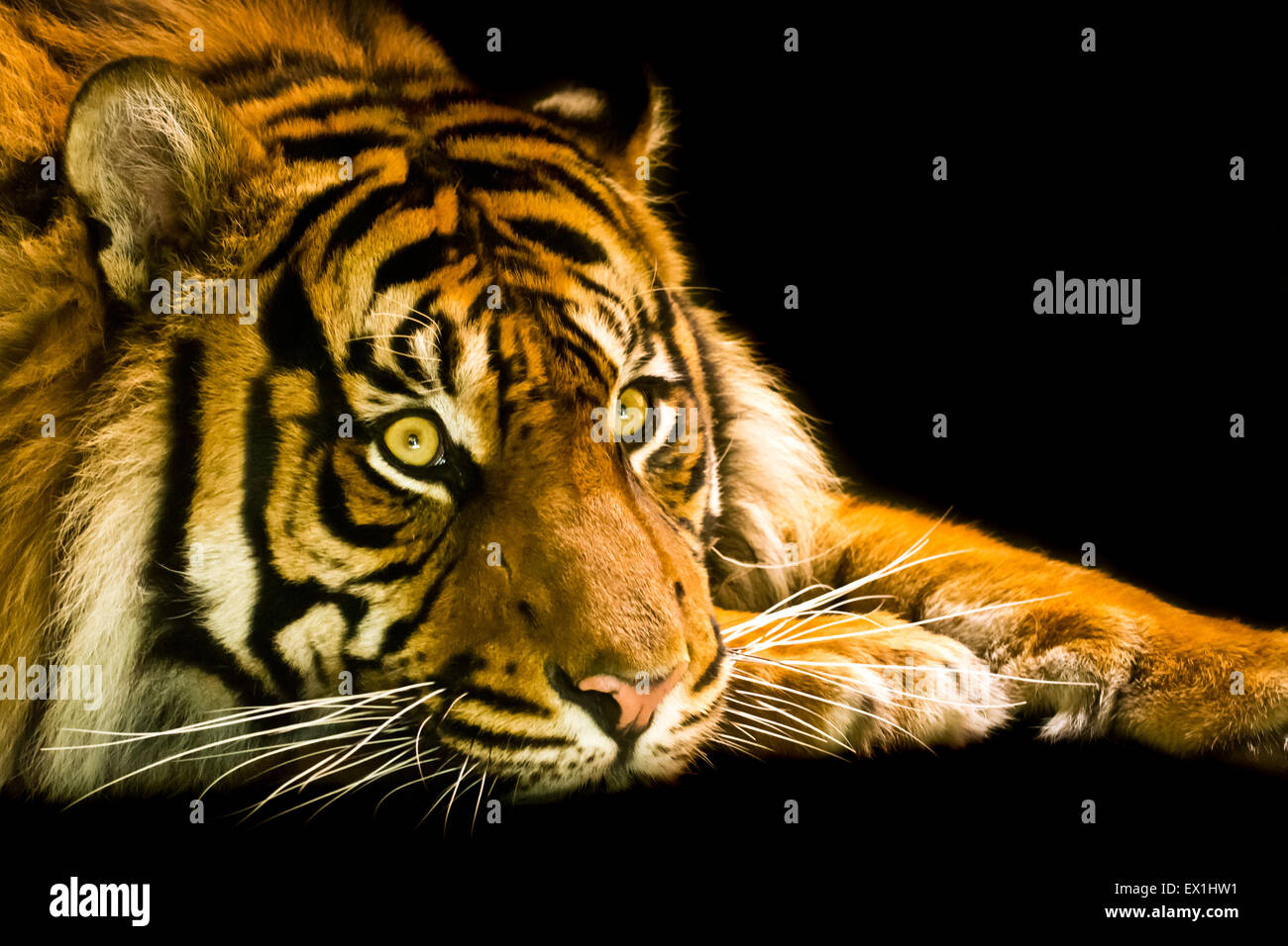 Sumatra-tiger Stockfoto