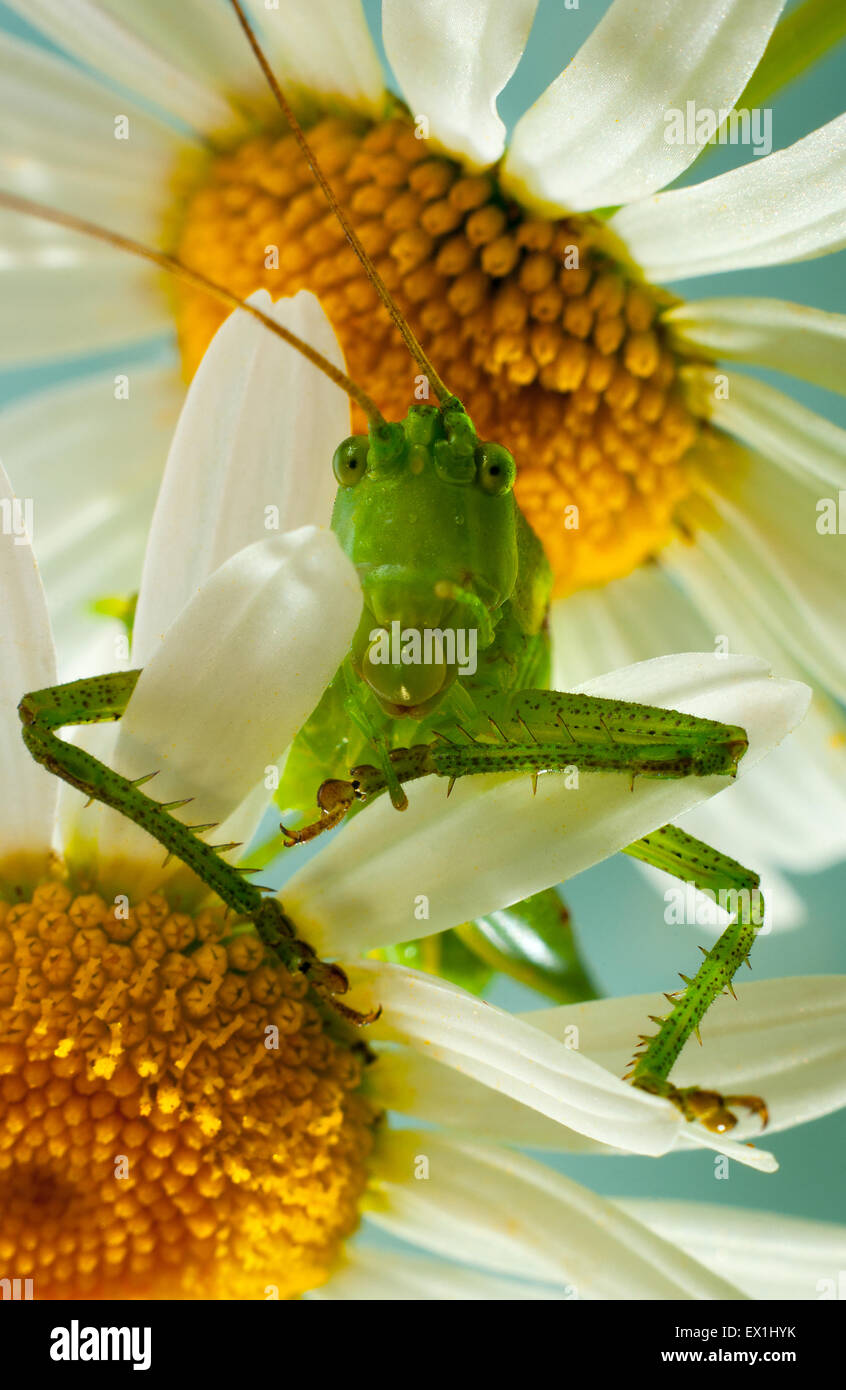 Die Larve des grauen Grasshopper (Decticus Verrucivorus) auf einer Blüte der Kamille (Tripleurospermum Inodorum). Stockfoto