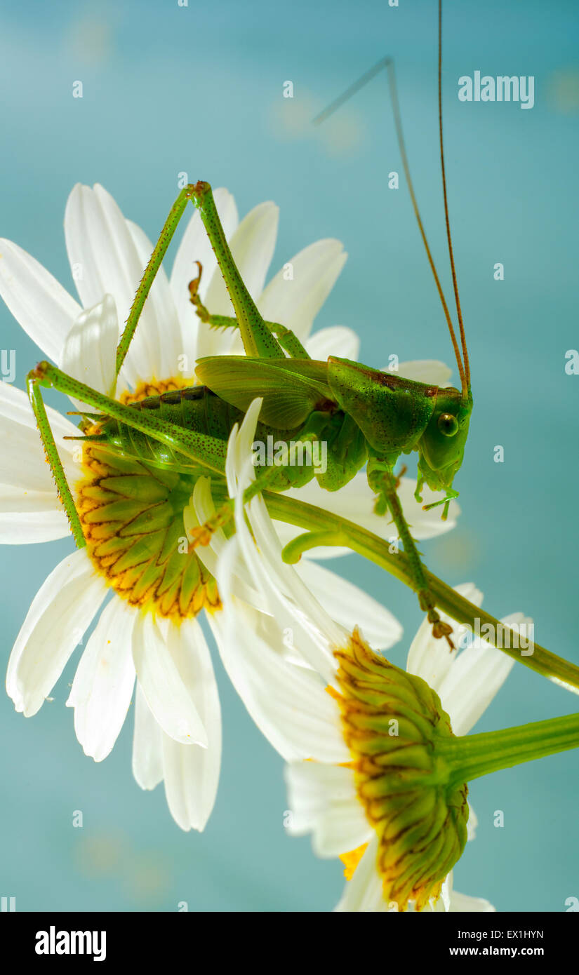 Die Larve des grauen Grasshopper (Decticus Verrucivorus) auf einer Blüte der Kamille (Tripleurospermum Inodorum). Stockfoto