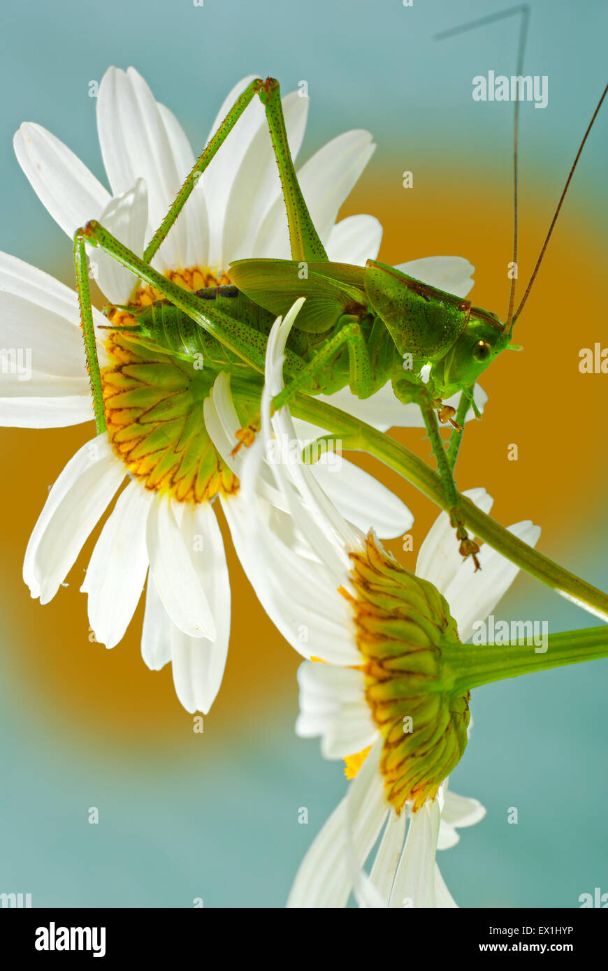 Die Larve des grauen Grasshopper (Decticus Verrucivorus) auf einer Blüte der Kamille (Tripleurospermum Inodorum). Stockfoto