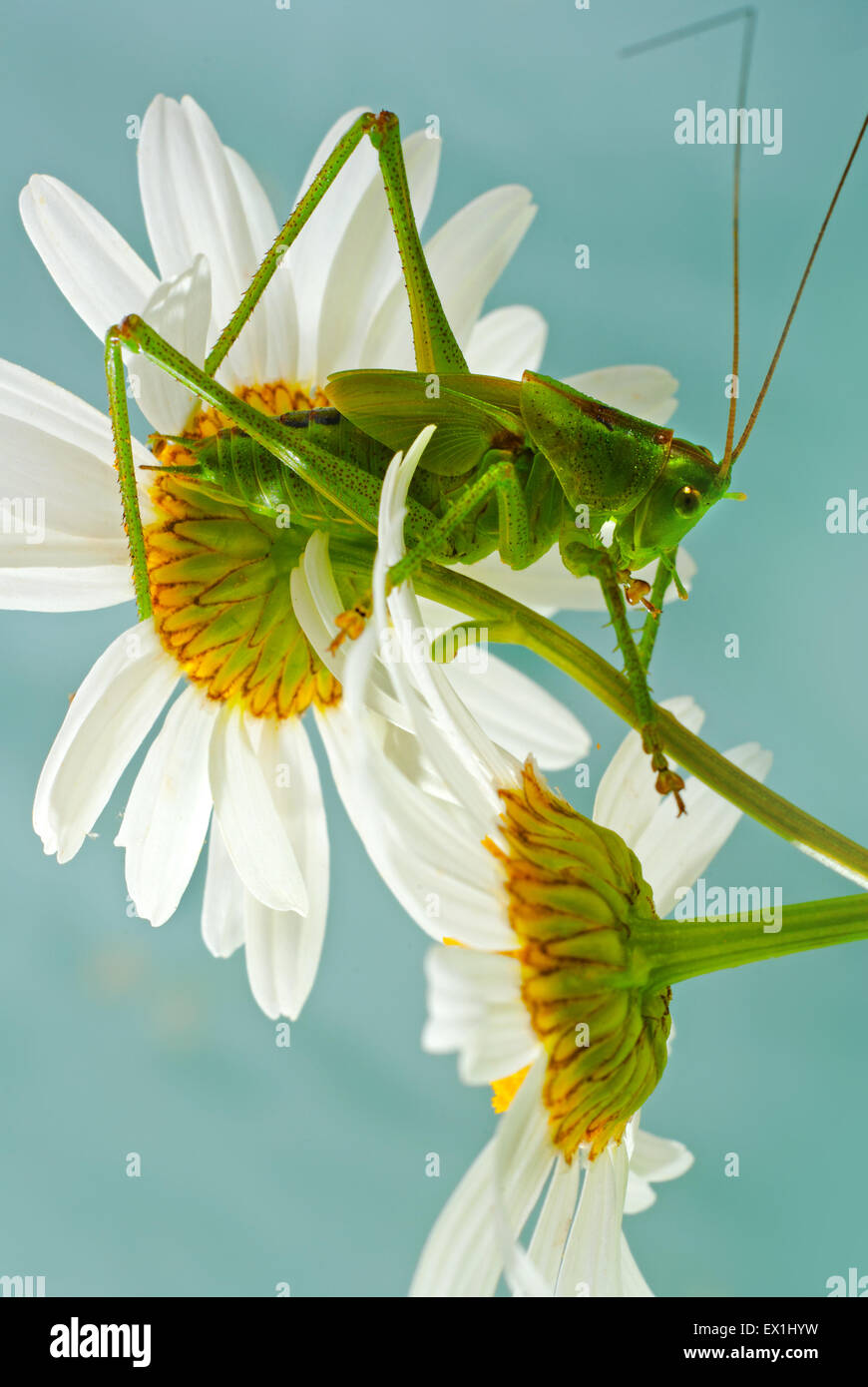 Die Larve des grauen Grasshopper (Decticus Verrucivorus) auf einer Blüte der Kamille (Tripleurospermum Inodorum). Stockfoto