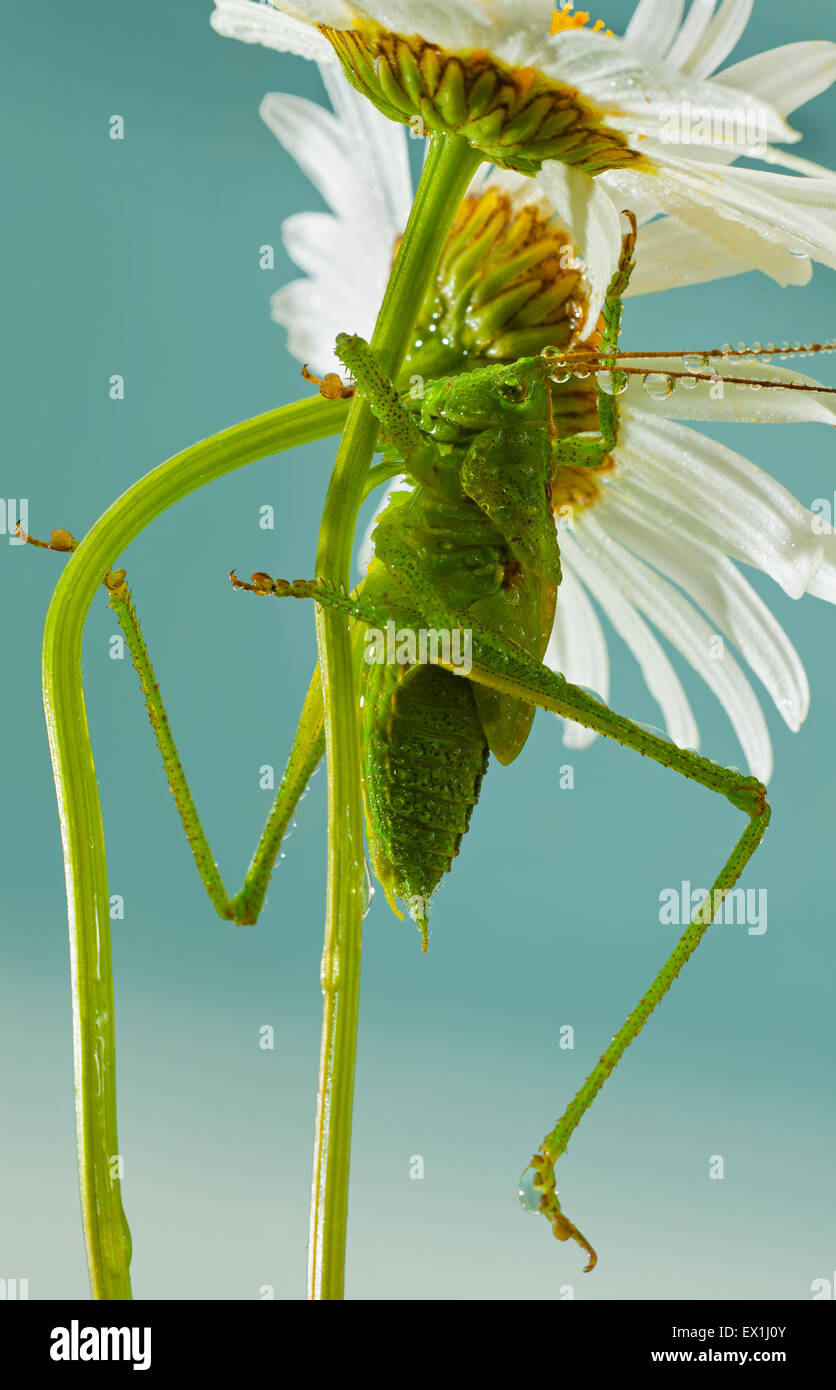 Die Larve des grauen Grasshopper (Decticus Verrucivorus) auf einer Blüte der Kamille (Tripleurospermum Inodorum) im Morgentau. Stockfoto