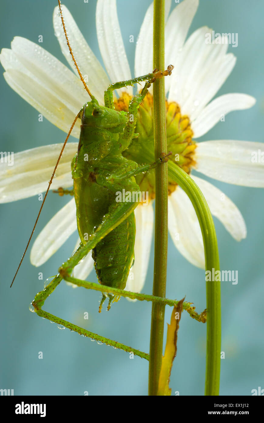 Die Larve des grauen Grasshopper (Decticus Verrucivorus) auf einer Blüte der Kamille (Tripleurospermum Inodorum) im Morgentau. Stockfoto