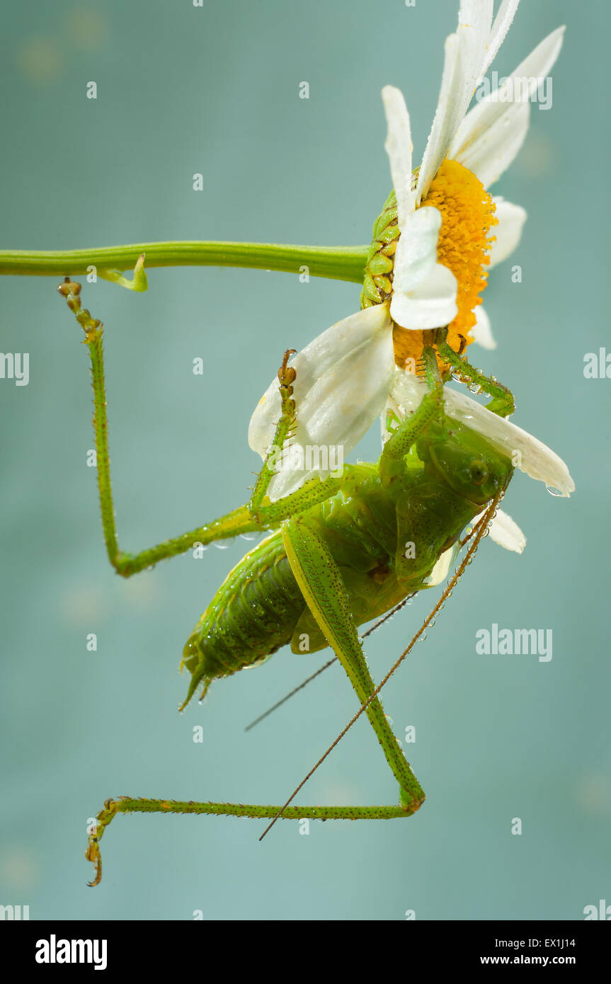 Die Larve des grauen Grasshopper (Decticus Verrucivorus) auf einer Blüte der Kamille (Tripleurospermum Inodorum) im Morgentau. Stockfoto