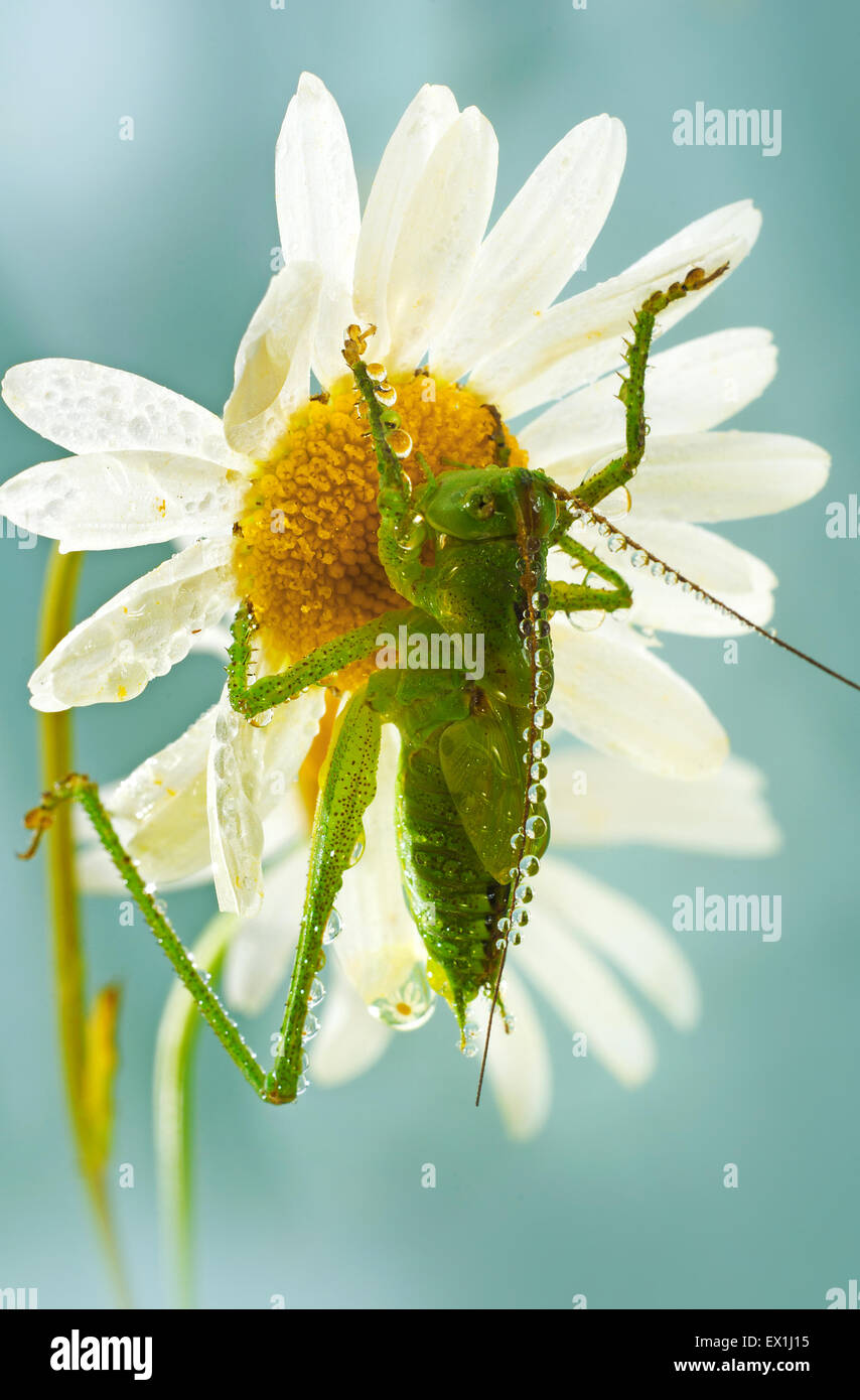 Die Larve des grauen Grasshopper (Decticus Verrucivorus) auf einer Blüte der Kamille (Tripleurospermum Inodorum) im Morgentau. Stockfoto