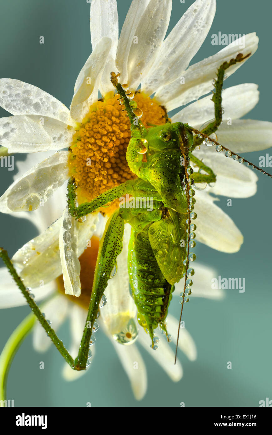 Die Larve des grauen Grasshopper (Decticus Verrucivorus) auf einer Blüte der Kamille (Tripleurospermum Inodorum) im Morgentau. Stockfoto