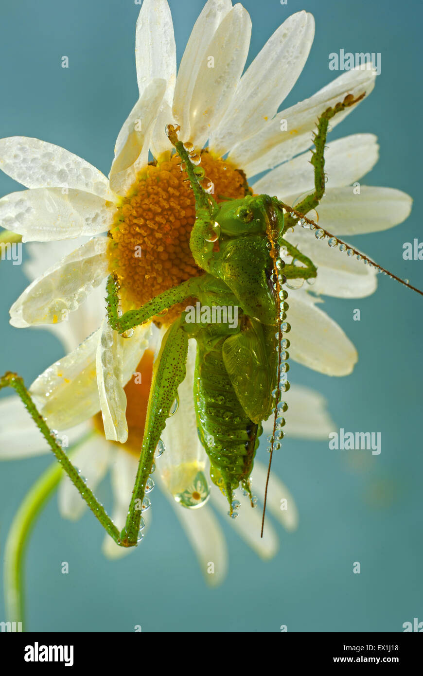 Die Larve des grauen Grasshopper (Decticus Verrucivorus) auf einer Blüte der Kamille (Tripleurospermum Inodorum) im Morgentau. Stockfoto