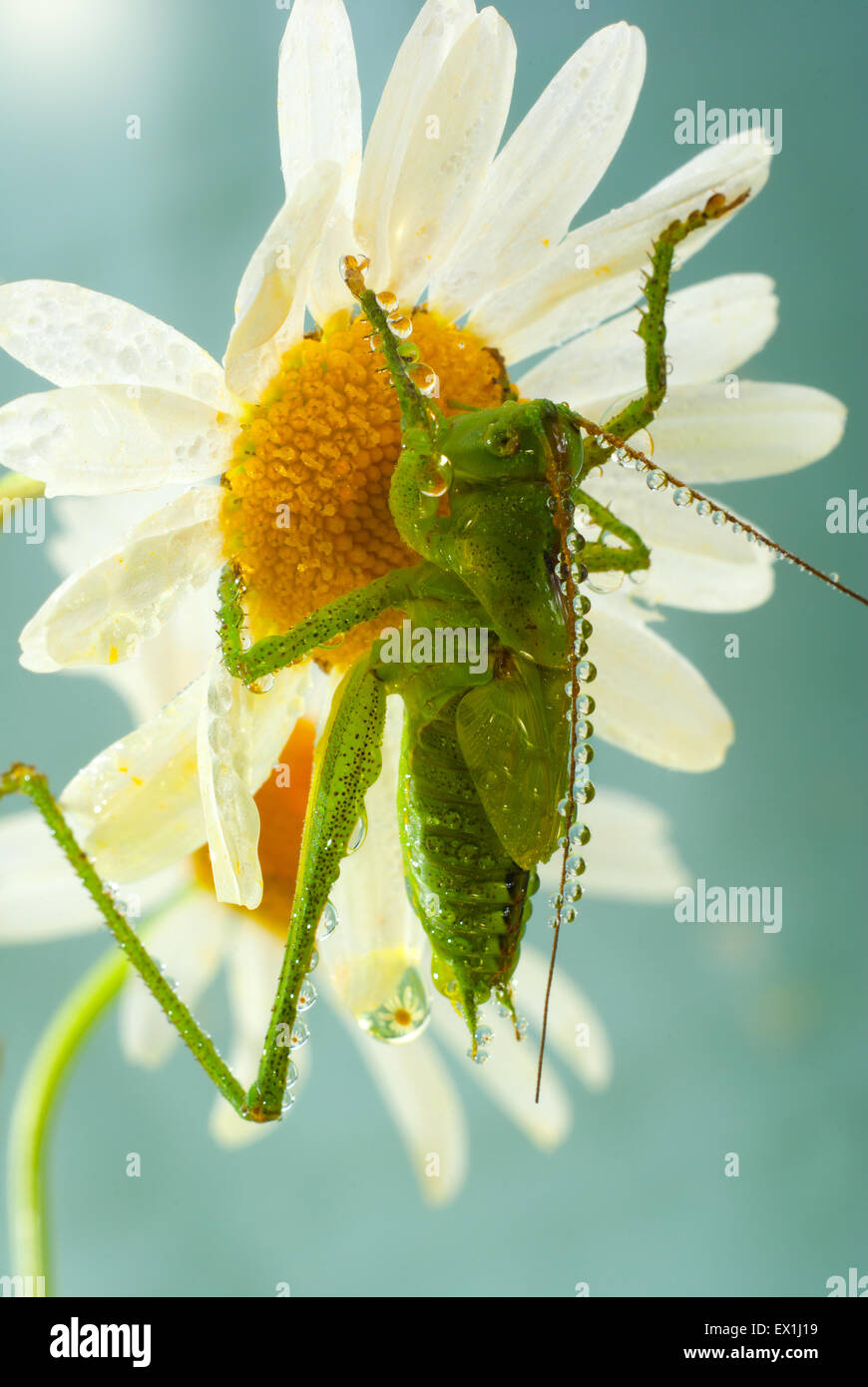 Die Larve des grauen Grasshopper (Decticus Verrucivorus) auf einer Blüte der Kamille (Tripleurospermum Inodorum) im Morgentau. Stockfoto