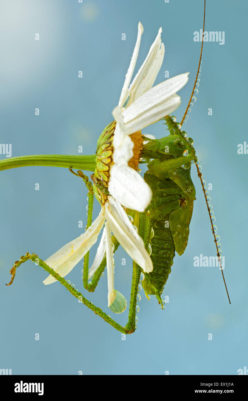 Die Larve des grauen Grasshopper (Decticus Verrucivorus) auf einer Blüte der Kamille (Tripleurospermum Inodorum) im Morgentau. Stockfoto