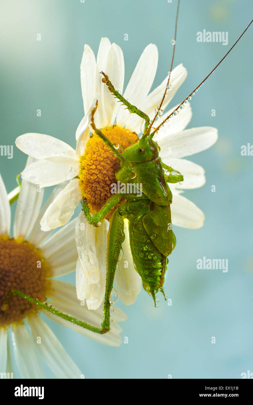 Die Larve des grauen Grasshopper (Decticus Verrucivorus) auf einer Blüte der Kamille (Tripleurospermum Inodorum) im Morgentau. Stockfoto
