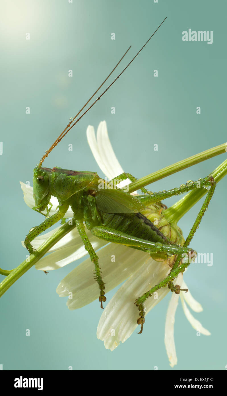 Die Larve des grauen Grasshopper (Decticus Verrucivorus) auf einer Blüte der Kamille (Tripleurospermum Inodorum) im Morgentau. Stockfoto