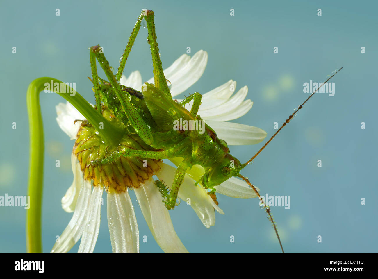 Die Larve des grauen Grasshopper (Decticus Verrucivorus) auf einer Blüte der Kamille (Tripleurospermum Inodorum) im Morgentau. Stockfoto