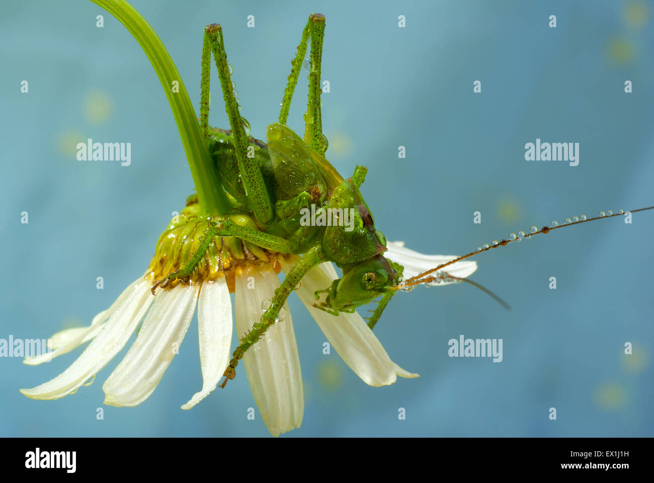 Die Larve des grauen Grasshopper (Decticus Verrucivorus) auf einer Blüte der Kamille (Tripleurospermum Inodorum) im Morgentau. Stockfoto