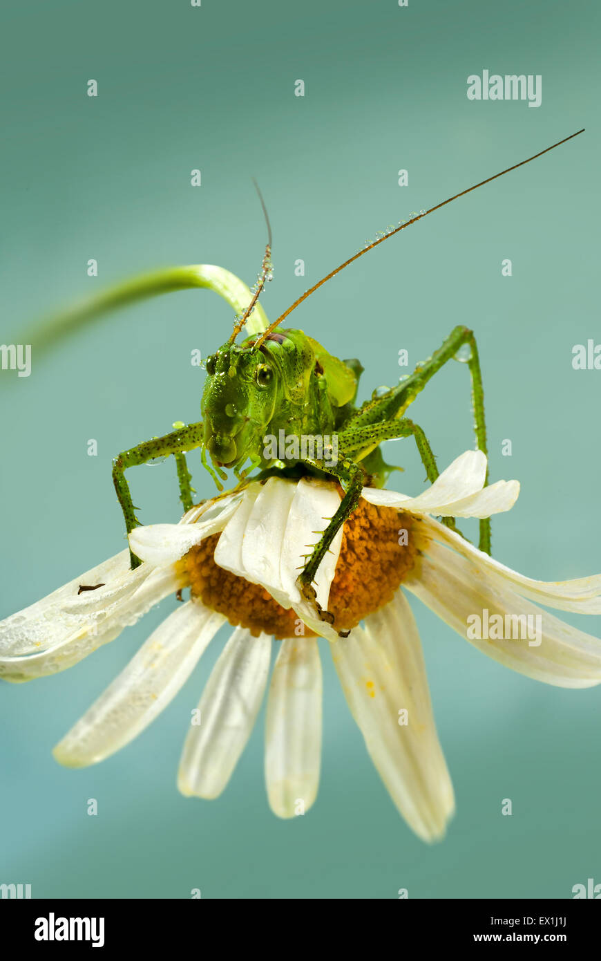 Die Larve des grauen Grasshopper (Decticus Verrucivorus) auf einer Blüte der Kamille (Tripleurospermum Inodorum) im Morgentau. Stockfoto