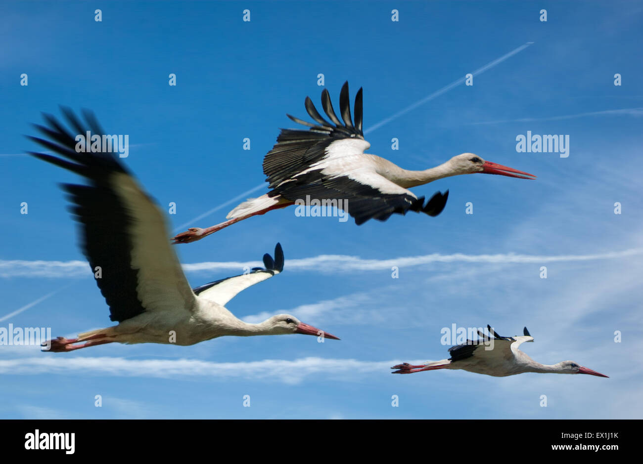 Eine Herde von Störchen, die fliegen in den Himmel mit Wolken (Ciconia Ciconia). Stockfoto