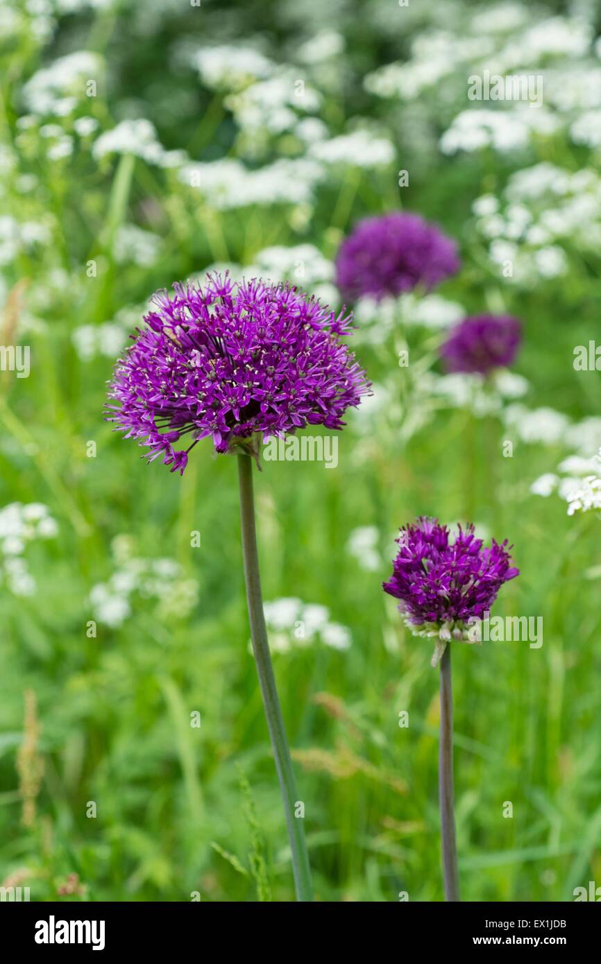Dekorative Alliums in einem Wildblumen Rasen im Frühsommer blühen. Stockfoto