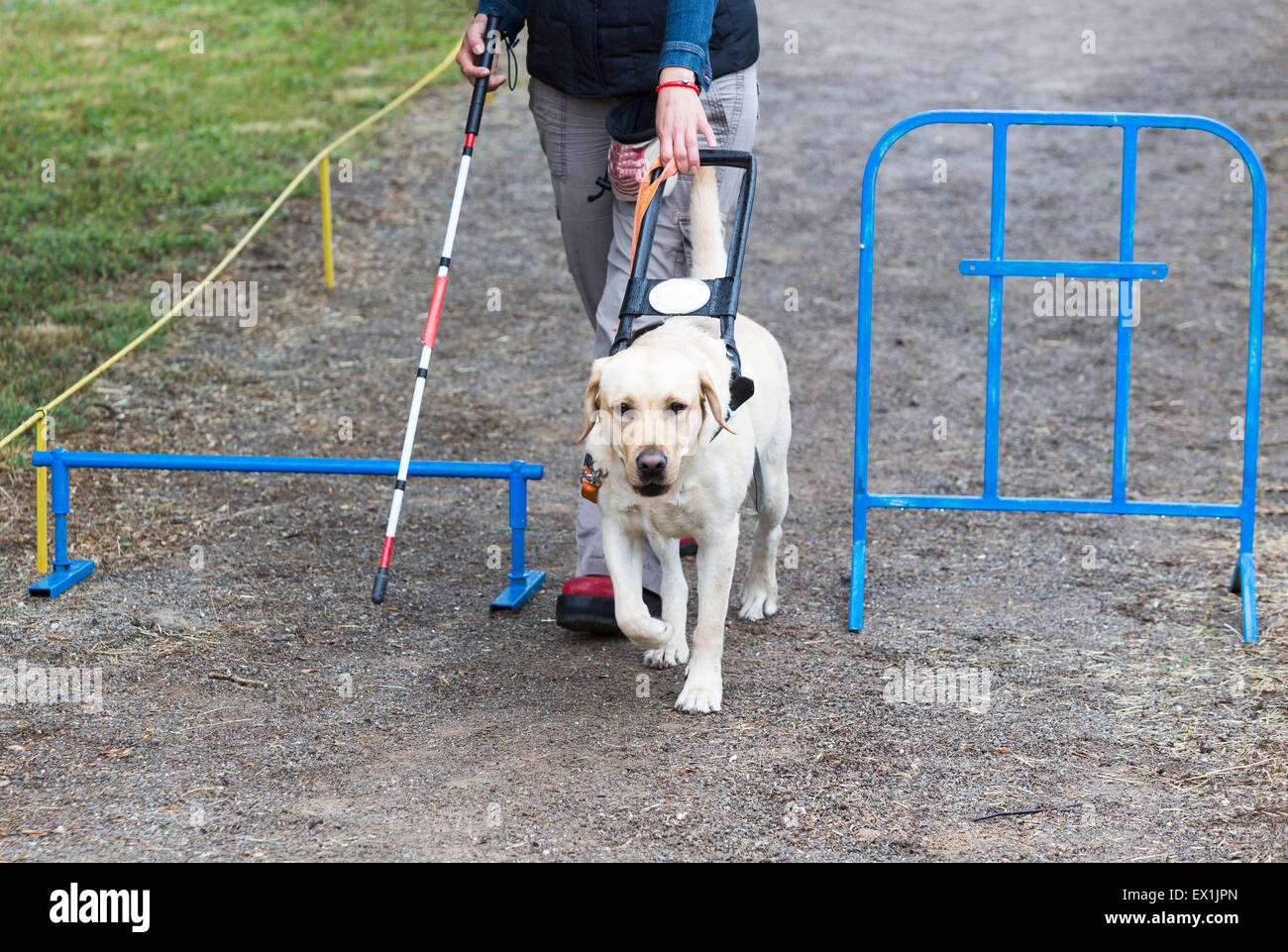 Ein blinder wird von ihrem golden Retriever Hund während des letzten Trainings für den Hund geführt. Die Hunde sind verschiedene tr unterziehen. Stockfoto