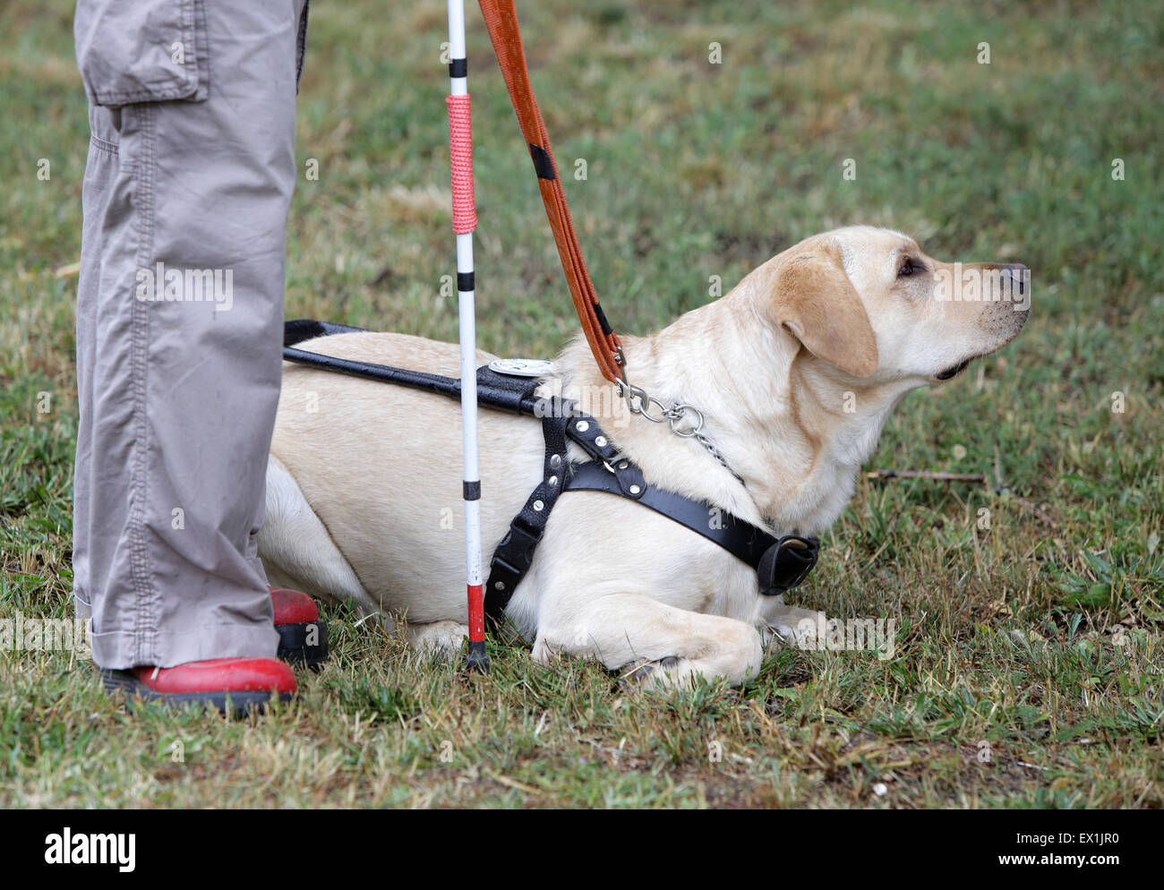 Ein blinder wird von ihrem golden Retriever Hund während des letzten Trainings für den Hund geführt. Die Hunde sind verschiedene tr unterziehen. Stockfoto