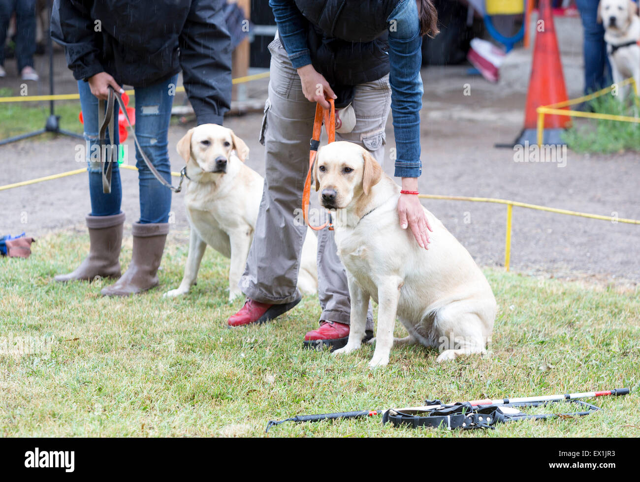 Blinde Menschen sind während des letzten Trainings für die Tiere mit ihren golden Retriever Hunde beteiligt. Die Hunde sind und Stockfoto