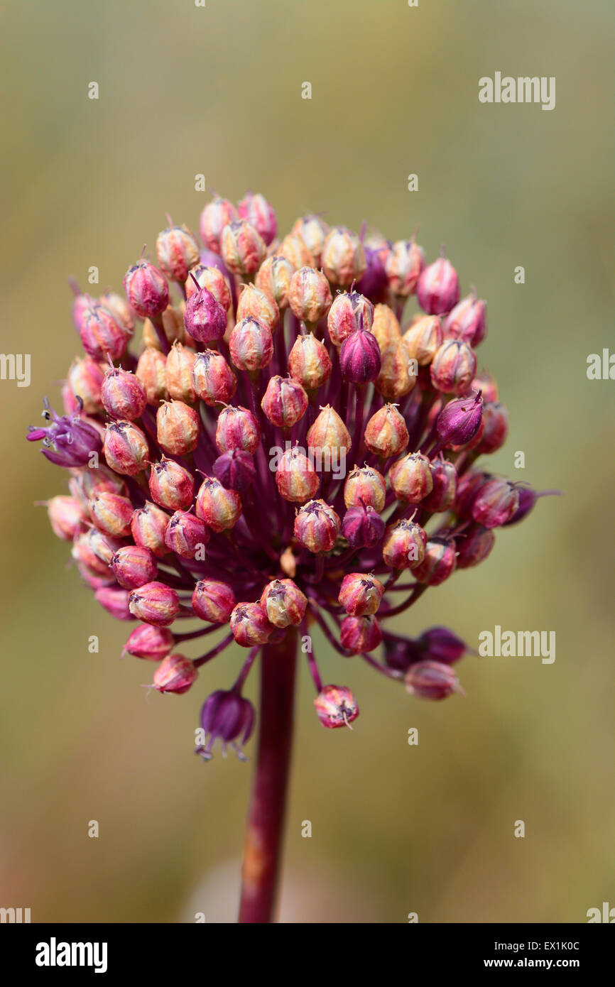 Allium Blume, Nahaufnahme Stockfoto
