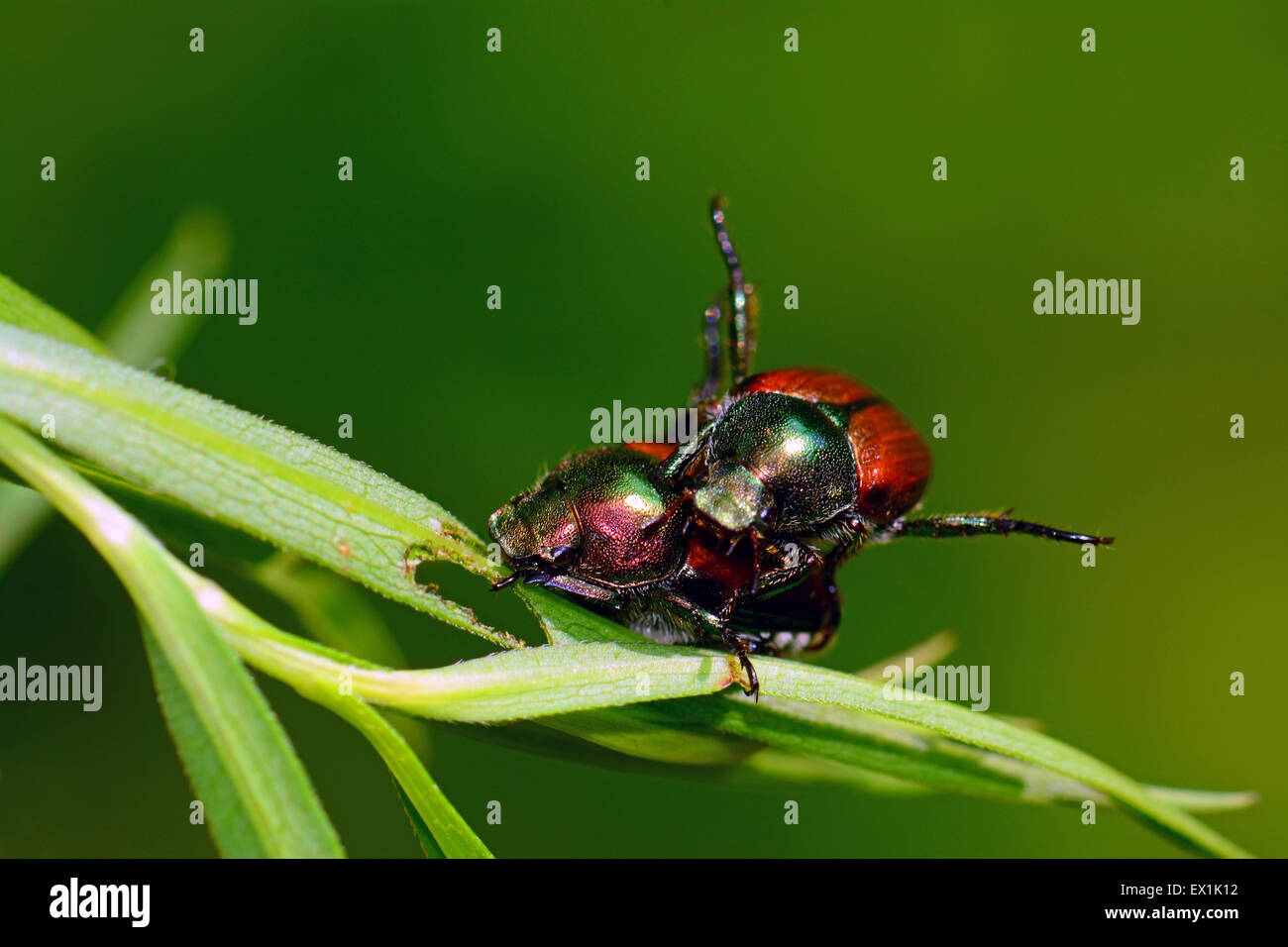 Käfer-Paarung Stockfoto