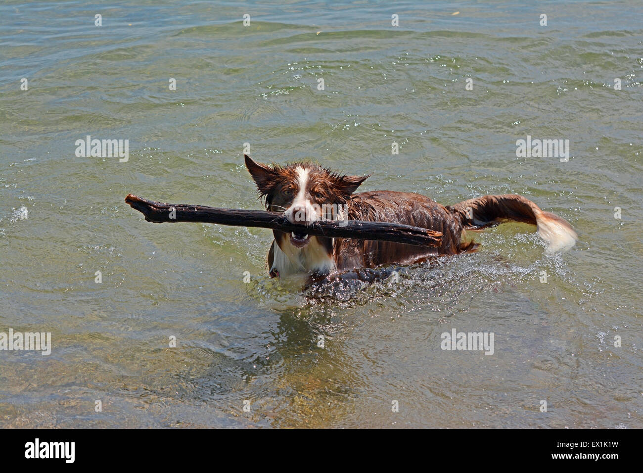 Hund einen Stock in einem See zu fangen Stockfoto