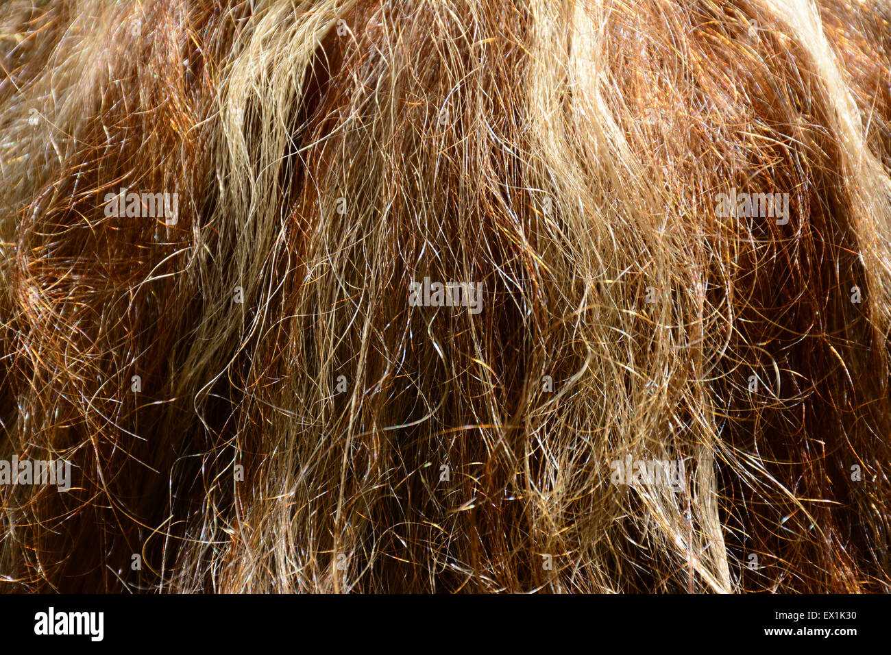 Menschliches Haar Stockfoto