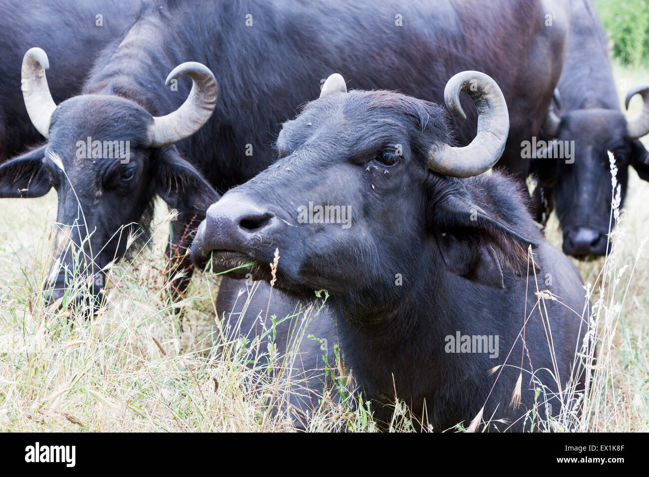 Büffel in einem Milchviehbetrieb. Der Milchviehbetrieb ist spezialisiert auf Büffel Joghurt und Käse Produktion. Stockfoto