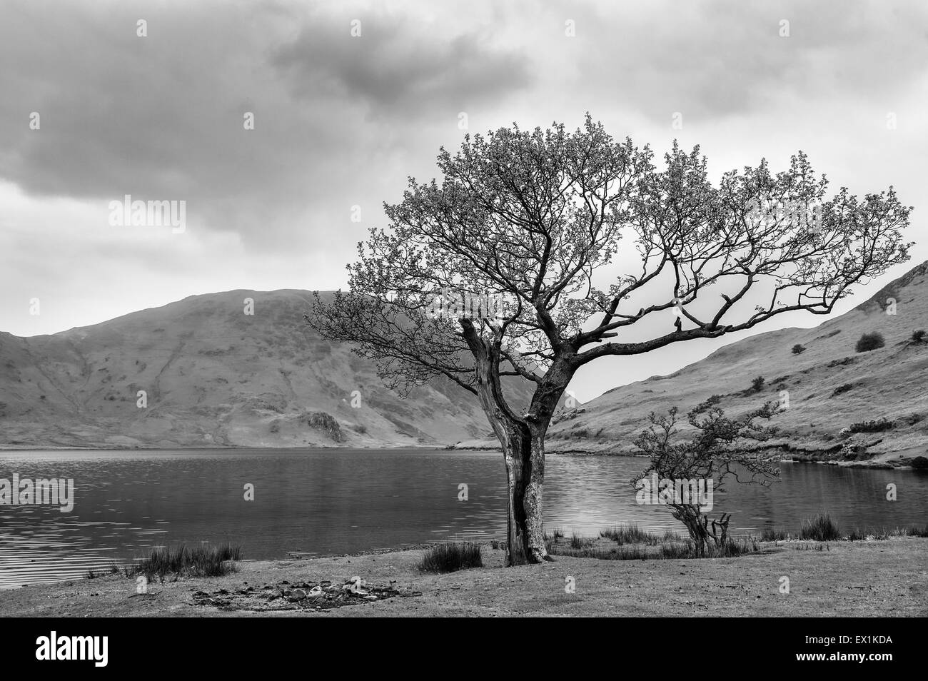 Landschaftsbild eines Baumes durch Crummock Wasser in den Lake District, Großbritannien, dann in schwarz / weiß konvertiert Stockfoto