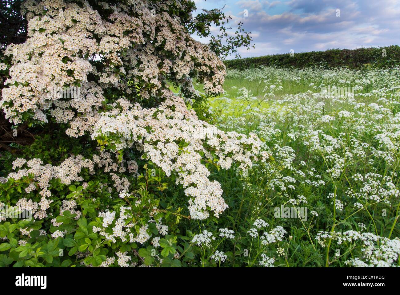 Gemeinsamen Weißdorn - Crataegus & Kuh Petersilie - Anthriscus Sylvestris, fließt auf einem Acker Landzunge. Stockfoto