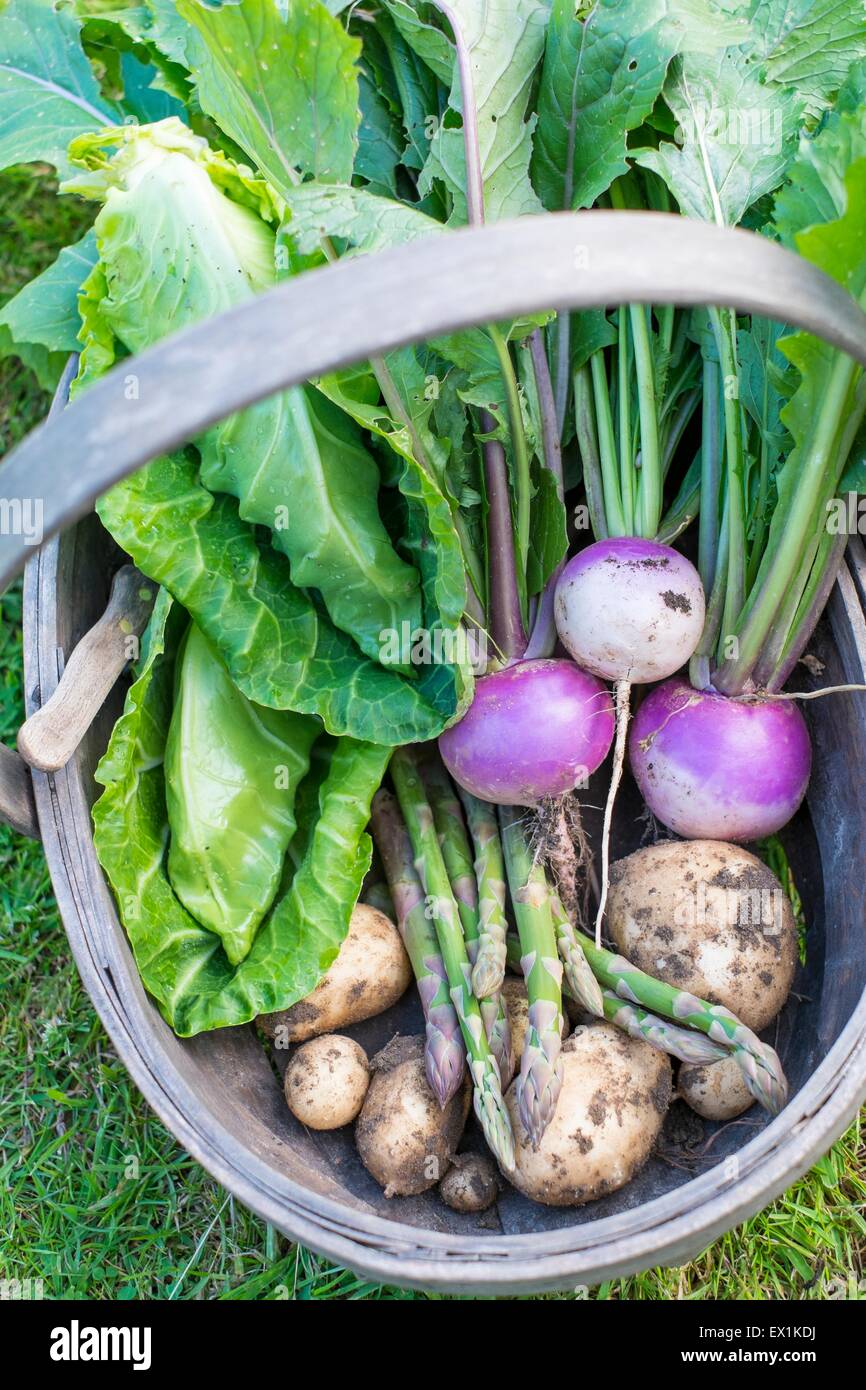 Trug-Korb-Ernte-Kollektion Frühling Gemüse selbst angebauten Sommer Stockfoto