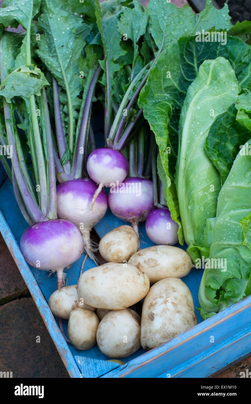 Kollektion Frühjahr Gemüse nach Hause Sommer ernten Stockfoto