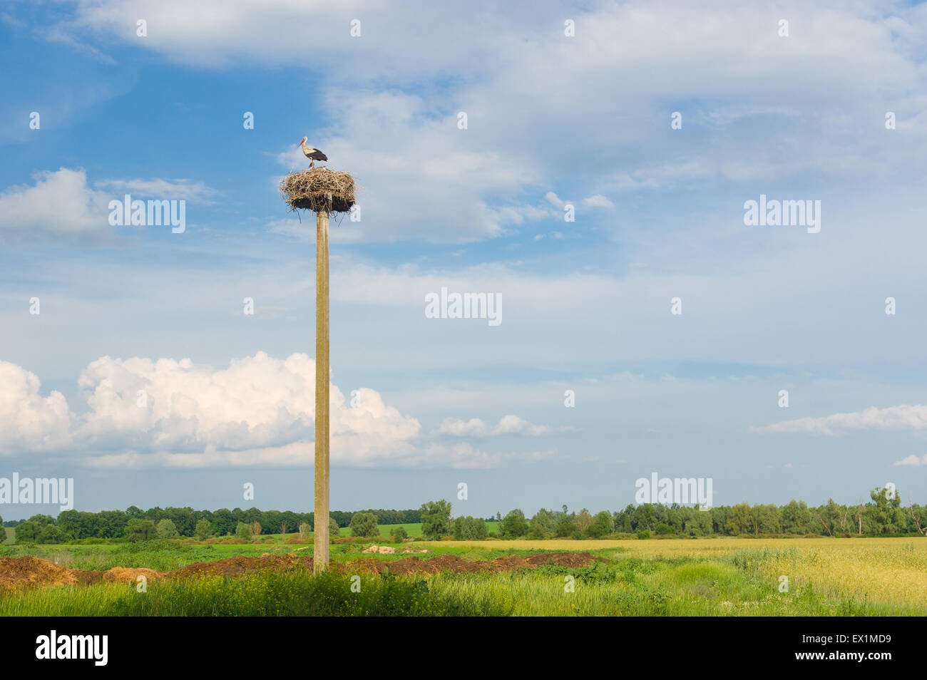 Ukrainische Landschaft mit Storch Einsiedler nest gegen blauen Abendhimmel Stockfoto