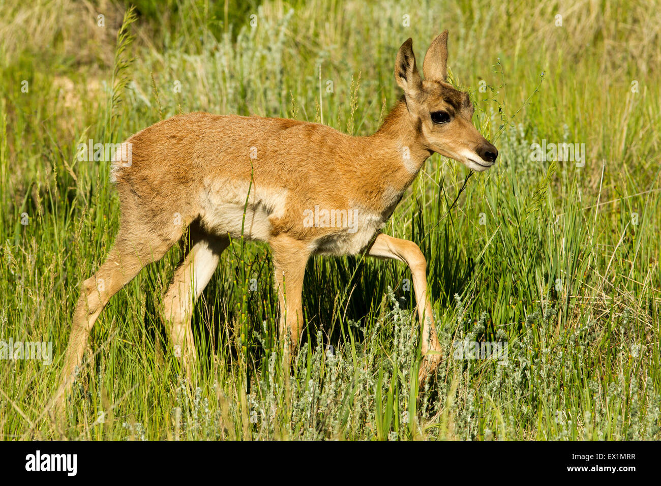 Gabelbock Antilocapra Americana Bryce Canyon Nationalpark, Garfield County, Utah, USA 25 Juni unreifen Anti Stockfoto