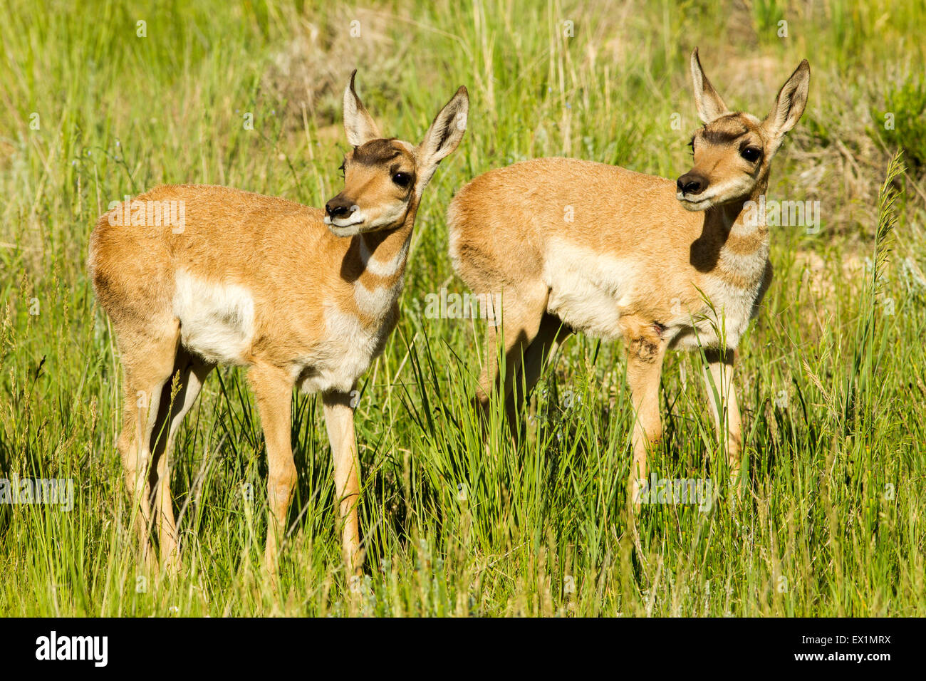 Gabelbock Antilocapra Americana Bryce Canyon Nationalpark, Garfield County, Utah, USA 25 Juni unreifen Anti Stockfoto