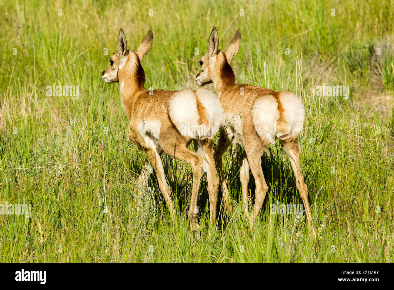 Gabelbock Antilocapra Americana Bryce Canyon Nationalpark, Garfield County, Utah, USA 25 Juni unreifen Anti Stockfoto