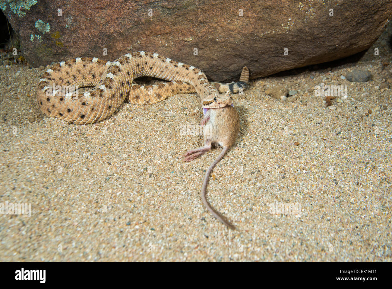 Sidewinder Crotalus Cerastes Cercobombus Pima County, Arizona, USA 13 Juni Erwachsene mit Pocket-Maus (Chaetodi Stockfoto
