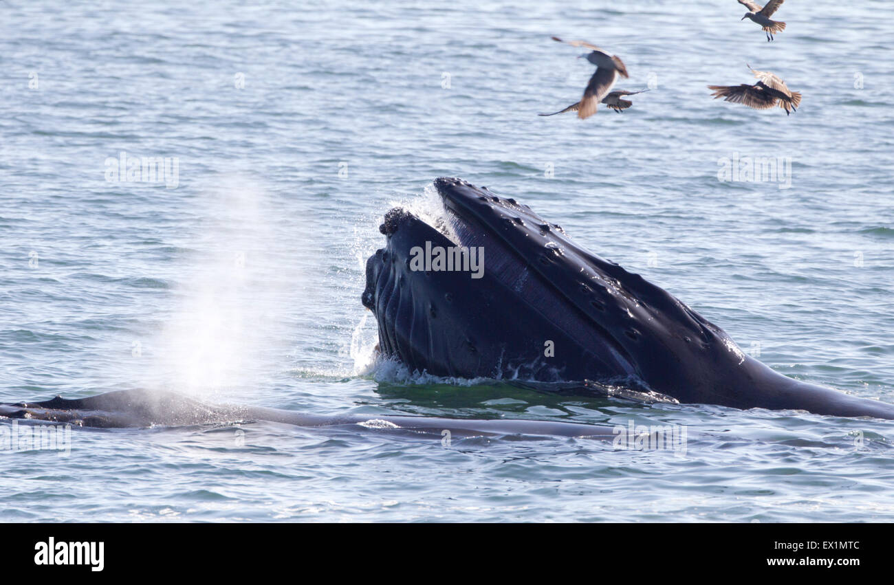 Buckelwale Lunge Fütterung Baleen Show Stockfoto