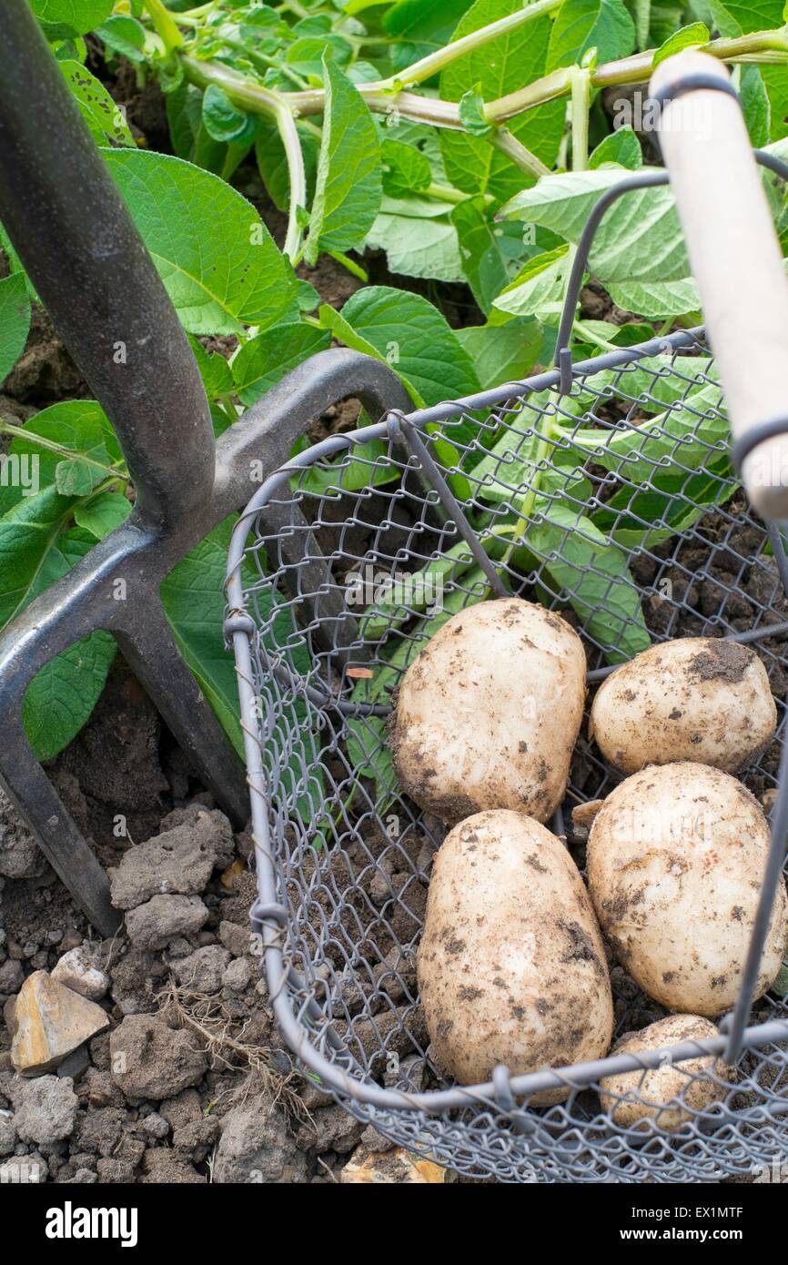 Draht-Trug mit Frühkartoffeln "Pentland Javelin" Stockfoto