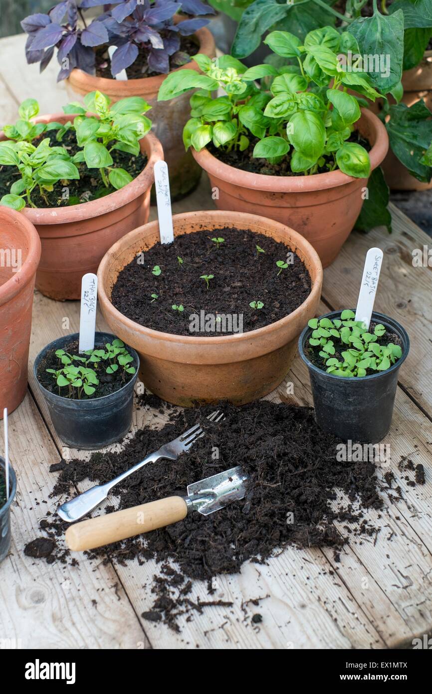 Auf Kräutern, Bank mit frisch transplantierten Basilikum Keimlinge Eintopfen Blumenerde Stockfoto
