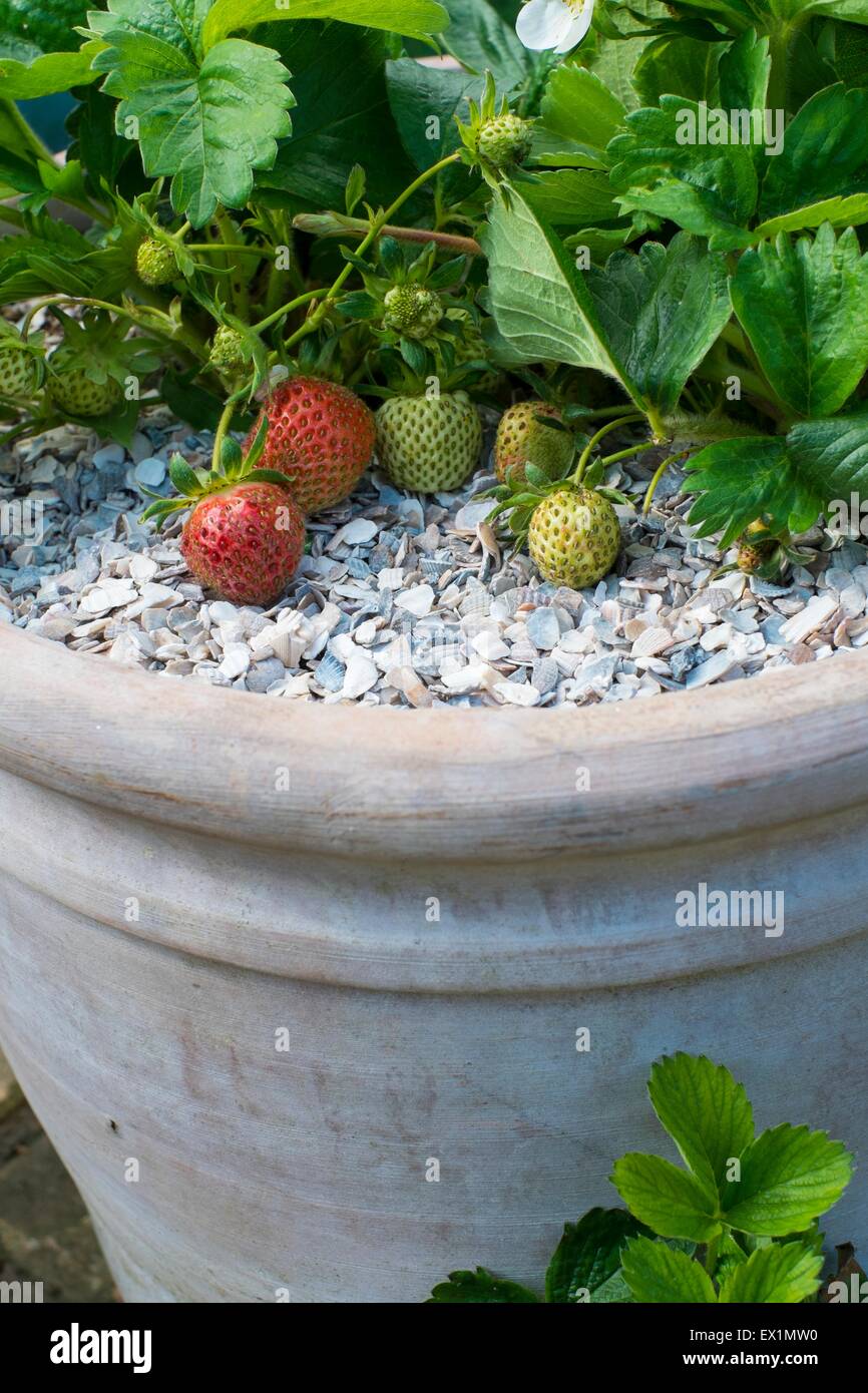 Container, Beerenobst Sommer Erdbeeren angebaut Stockfoto