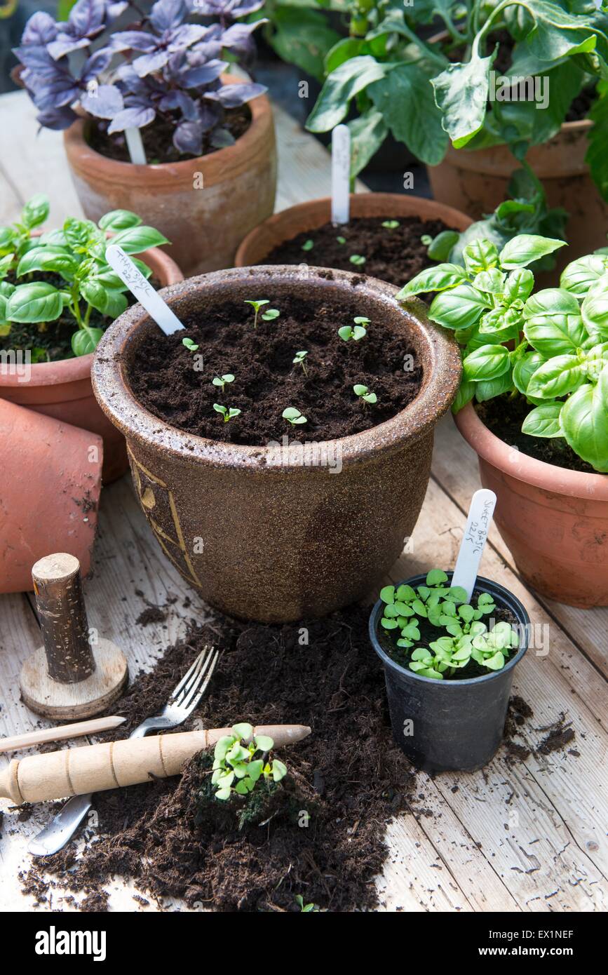 Auf Kräutern, Bank mit frisch transplantierten Basilikum Keimlinge Eintopfen Blumenerde Stockfoto