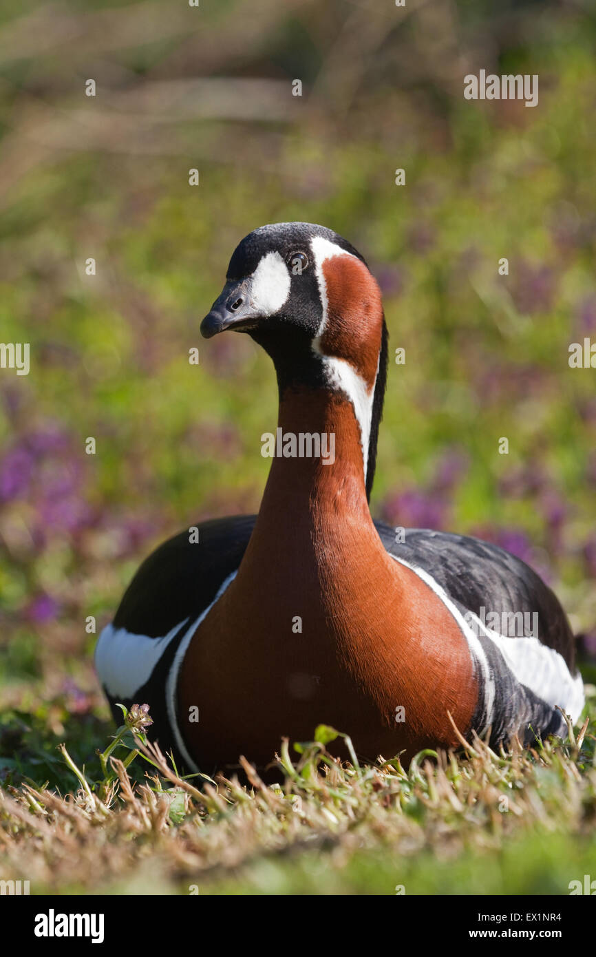 Rothalsgans (Branta Ruficollis). Sitzen oder Sqatting, nach vorne zeigen, zeigt volle frontale Ansicht charakteristische Markierungen. Stockfoto