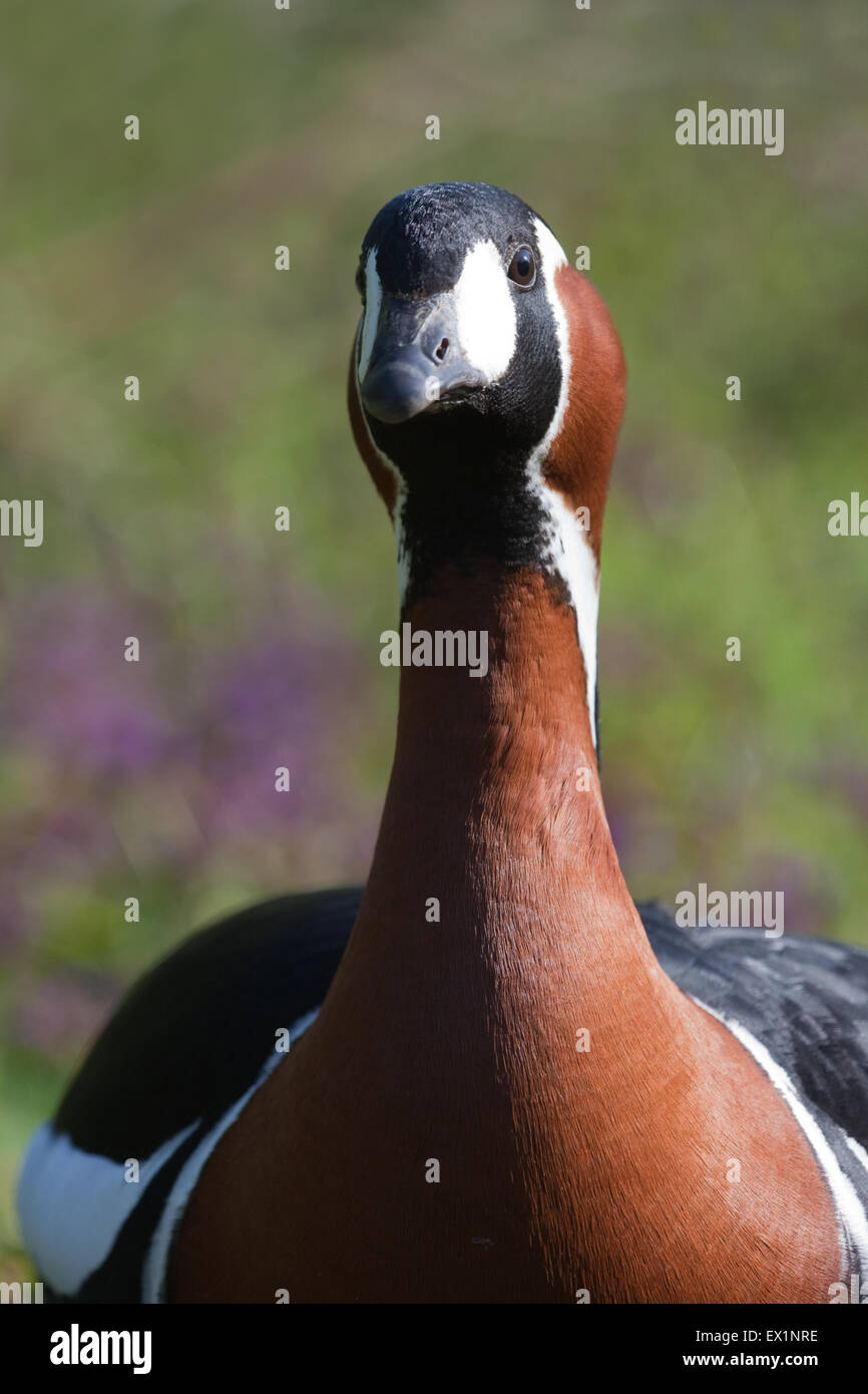 Rothalsgans (Branta Ruficollis). Kopf und Hals Details anzeigen von Make-up und Abgrenzung von Farbflächen auf Gefieder. Stockfoto