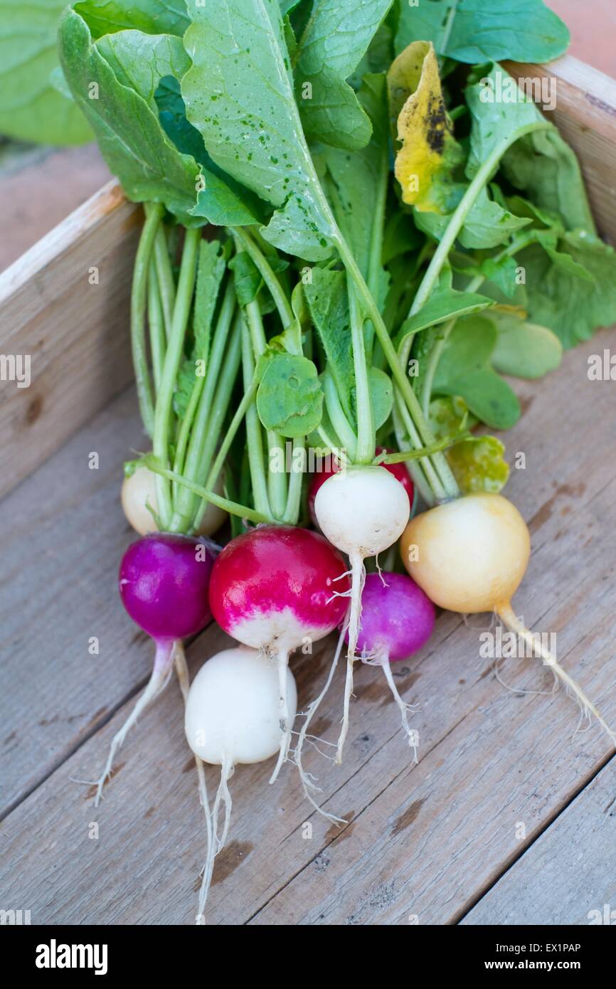 Rettich - Raphanus Sativus, "bright Lights", zog frisch, gewaschen und bereit für die Küche Stockfoto