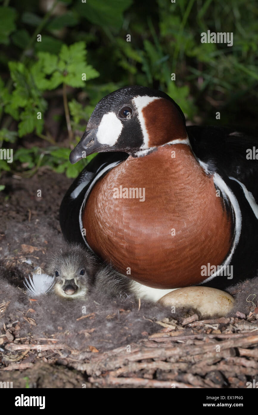 Rothalsgans (Branta Ruficollis). Weibchen auf Nest, mit ersten in der Kupplung Gosling schlüpfen. Stockfoto