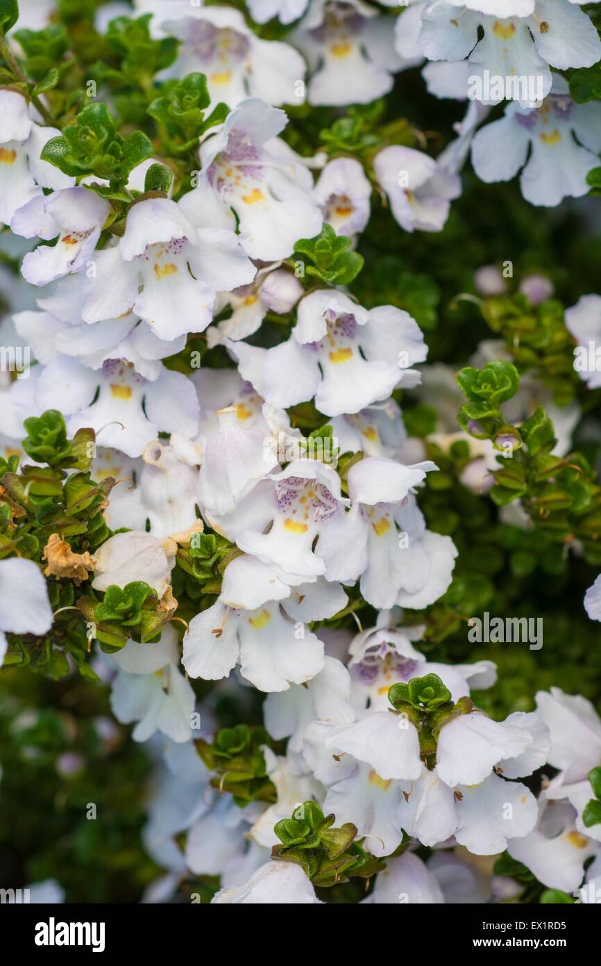 Prostanthera Cuneata - alpine Mint bush Stockfoto