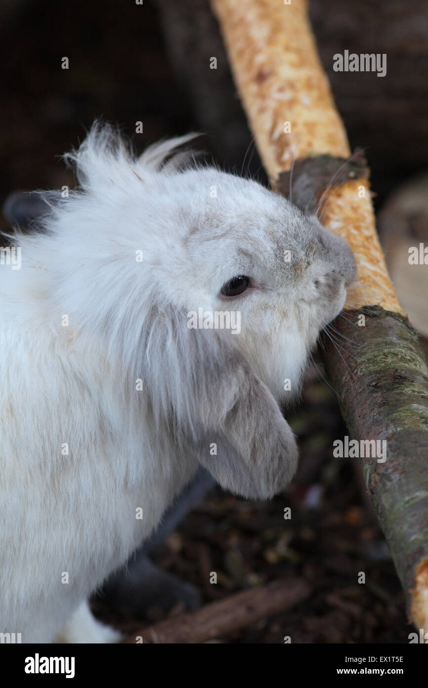 Kaninchen (Oryctolagus Cuniculus). Lop eared. Heimtier kauen Rinde aus einem mitgelieferten Baum-Protokoll. Umweltanreicherung. Stockfoto